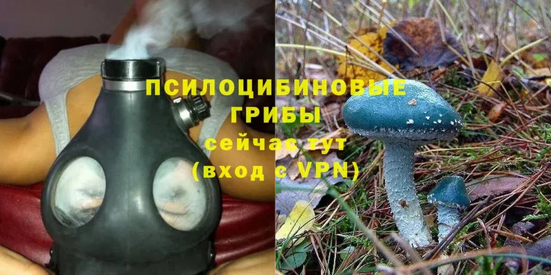 кракен зеркало  что такое   Михайловск  Псилоцибиновые грибы Psilocybe 